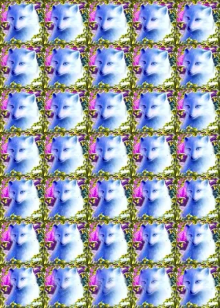 PolarFox